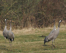 Common Crane