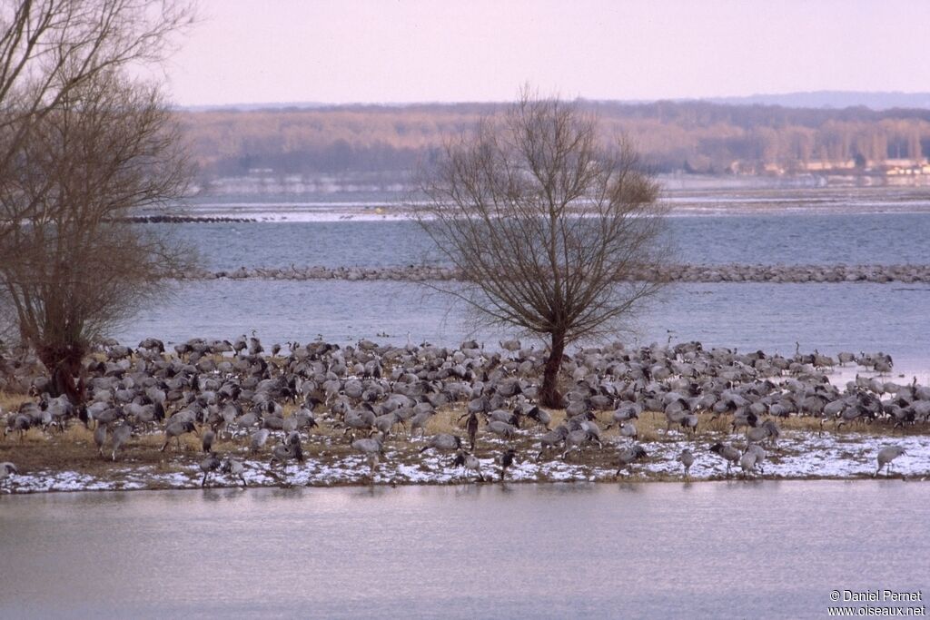 Common Crane, identification, Behaviour