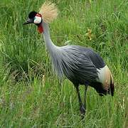 Grey Crowned Crane