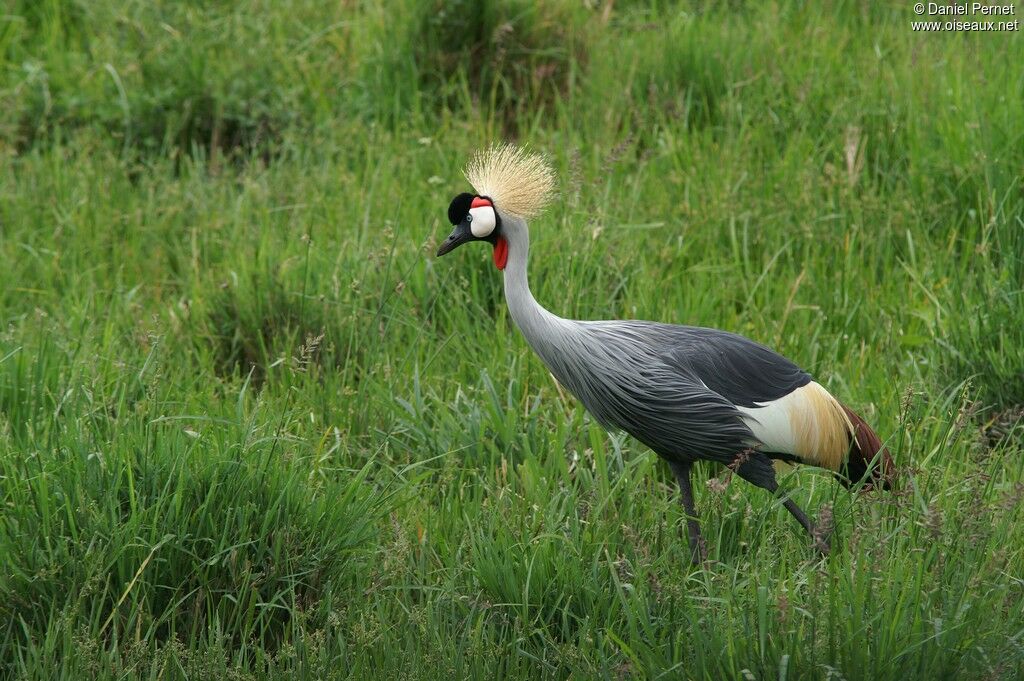 Grey Crowned Craneadult, identification