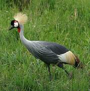 Grey Crowned Crane