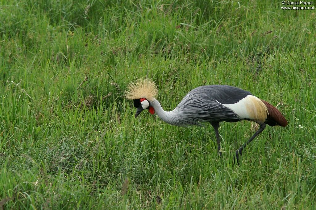 Grey Crowned Craneadult, identification