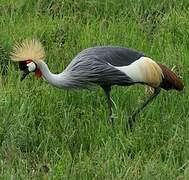 Grey Crowned Crane