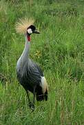 Grey Crowned Crane