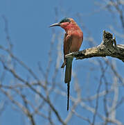 Southern Carmine Bee-eater