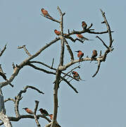 Southern Carmine Bee-eater