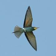 European Bee-eater