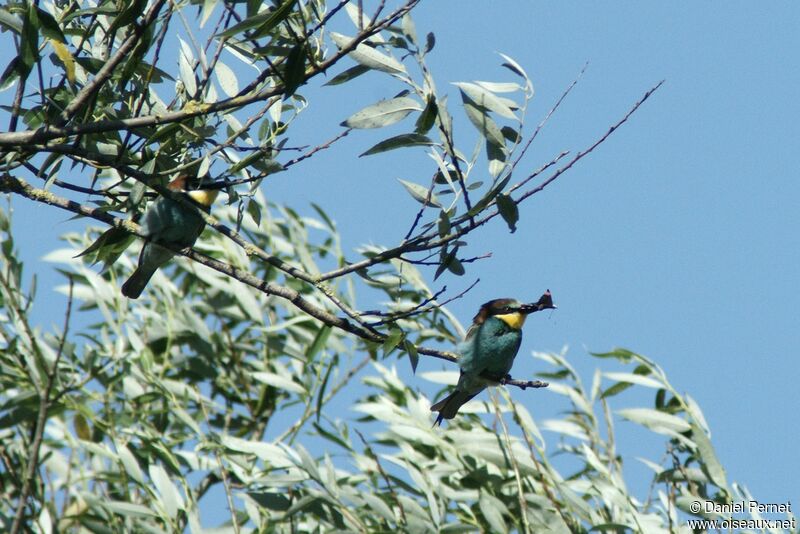 European Bee-eater adult breeding, identification, feeding habits, Reproduction-nesting