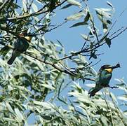 European Bee-eater