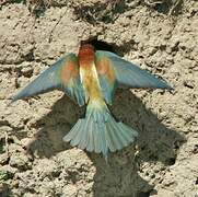 European Bee-eater