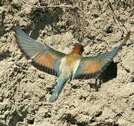 European Bee-eater