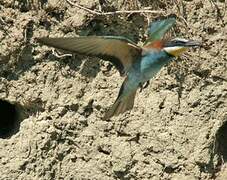 European Bee-eater