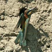 European Bee-eater