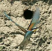 European Bee-eater