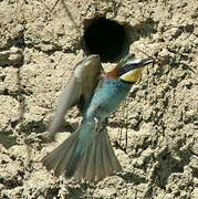 European Bee-eater