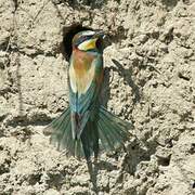 European Bee-eater