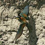 European Bee-eater