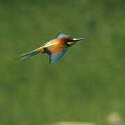 European Bee-eater