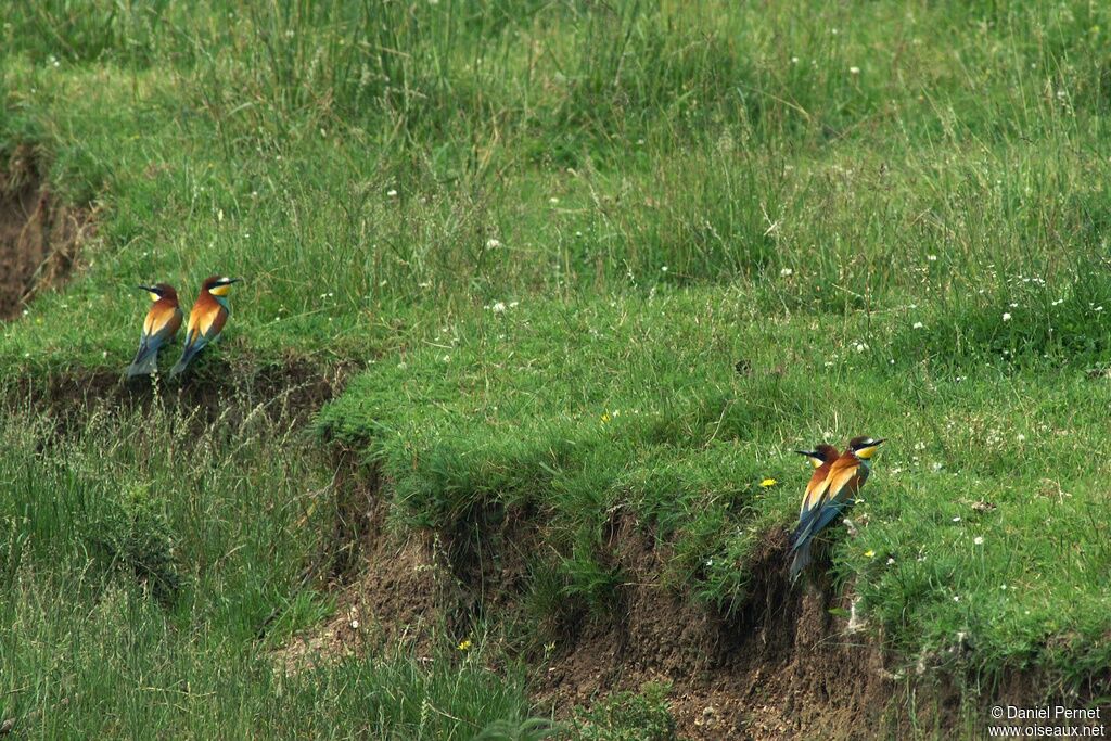 European Bee-eater adult breeding, Behaviour