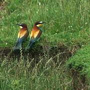 European Bee-eater