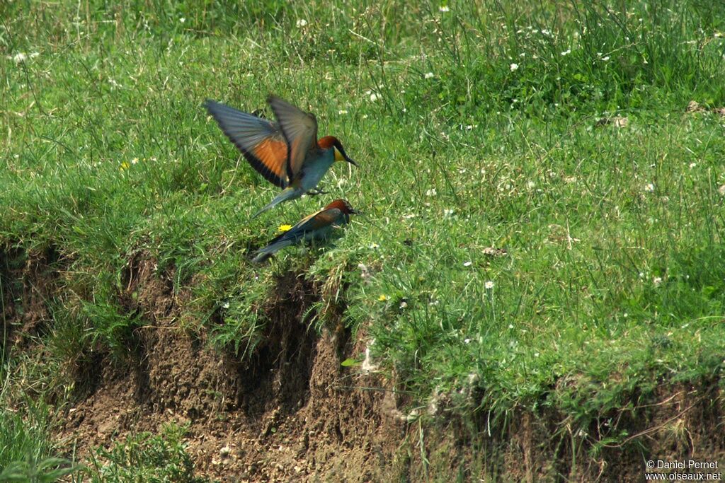 European Bee-eater adult breeding, identification, Behaviour