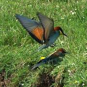 European Bee-eater