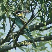 European Bee-eater