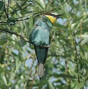 European Bee-eater