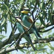 European Bee-eater