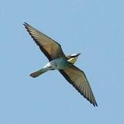 European Bee-eater