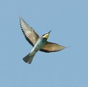 European Bee-eater