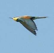 European Bee-eater