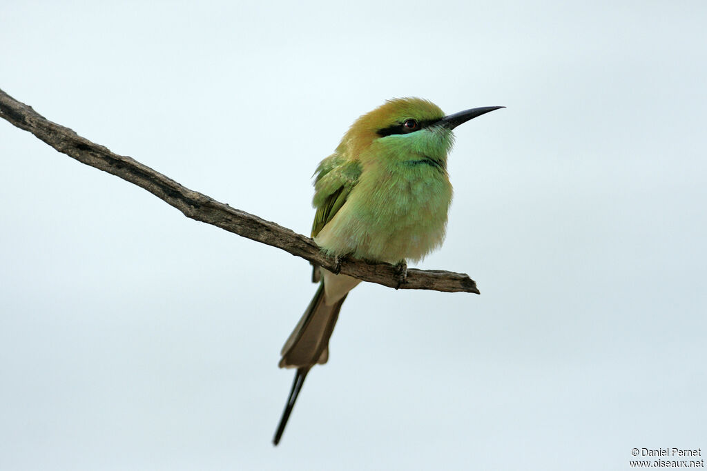 Guêpier d'Orientadulte, identification