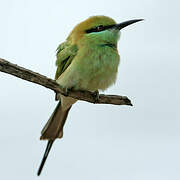 Green Bee-eater