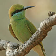 Asian Green Bee-eater