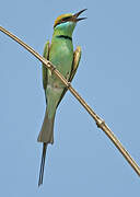 Green Bee-eater