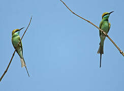 Green Bee-eater