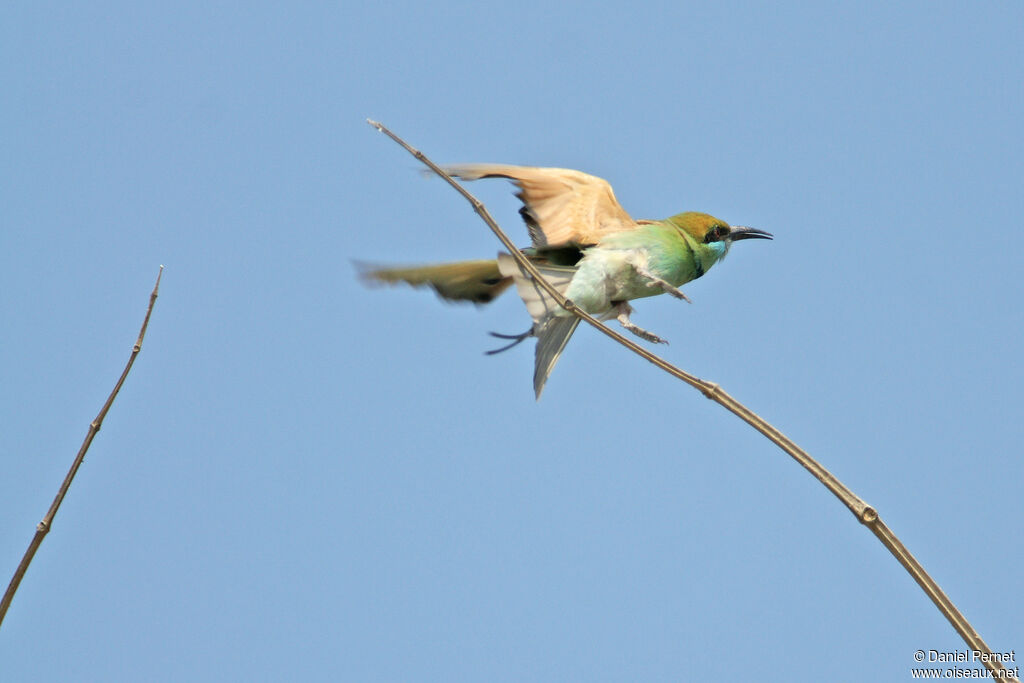 Asian Green Bee-eateradult, Flight