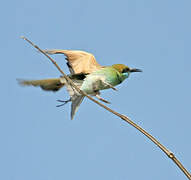 Green Bee-eater