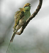 Green Bee-eater