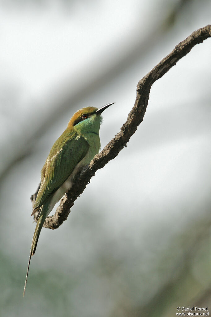 Guêpier d'Orientadulte, identification