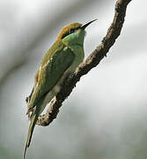 Green Bee-eater