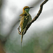 Green Bee-eater