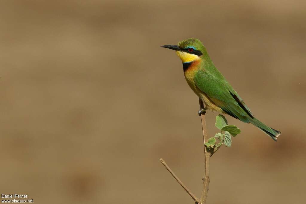 Guêpier nainadulte, identification