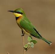 Little Bee-eater