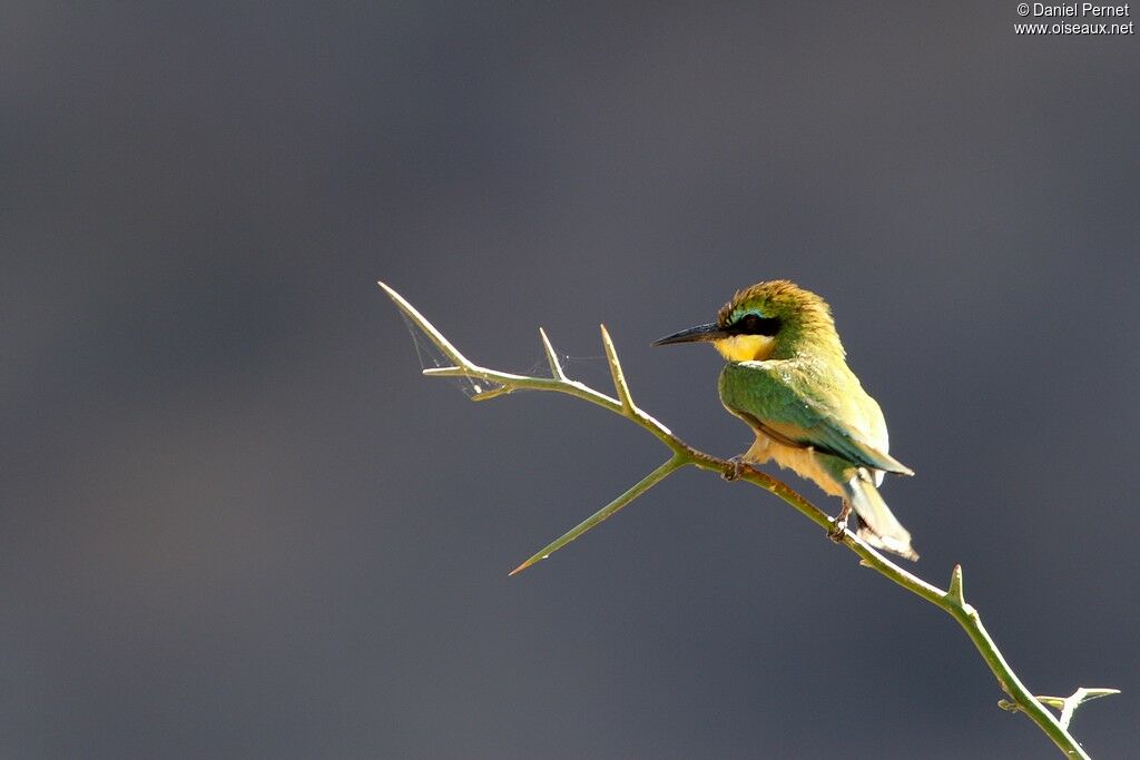 Guêpier nainadulte, identification