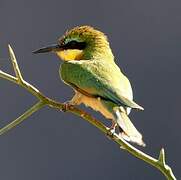 Little Bee-eater