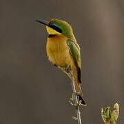 Little Bee-eater