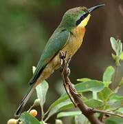 Little Bee-eater