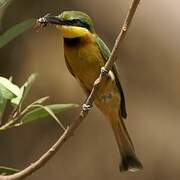 Little Bee-eater